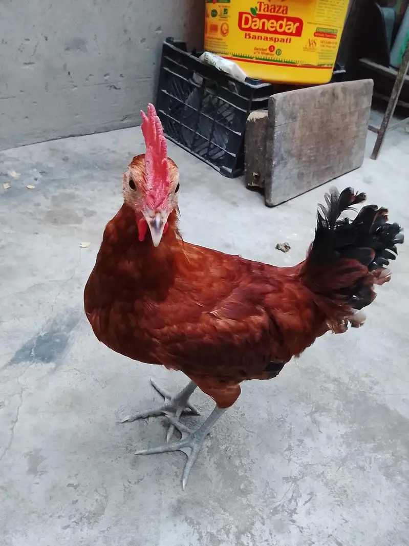 GOLDEN MISRI FOR SALE — photo 7