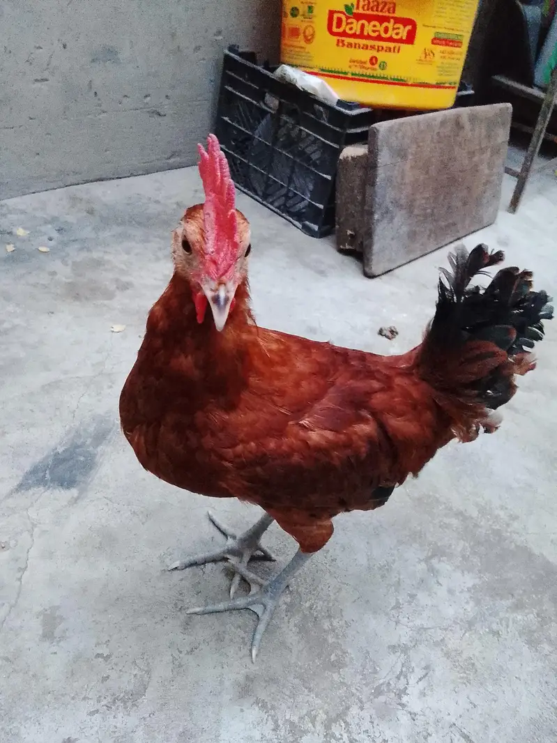 GOLDEN MISRI FOR SALE — photo 8