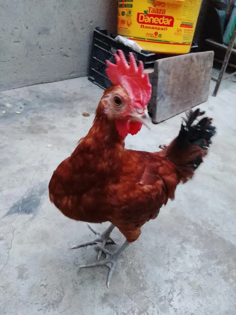 GOLDEN MISRI FOR SALE — photo 9