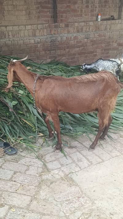 1 Bakri Aur 3 Bachy