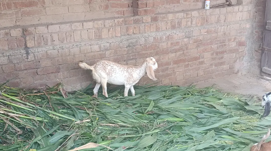 1 Bakri Aur 3 Bachy — photo 2