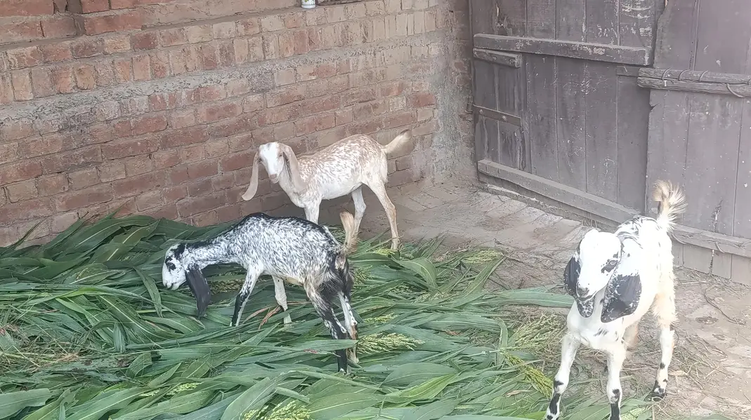 1 Bakri Aur 3 Bachy — photo 3