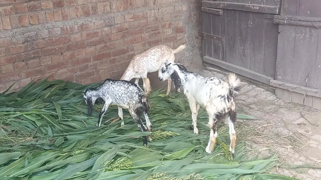 1 Bakri Aur 3 Bachy — photo 4