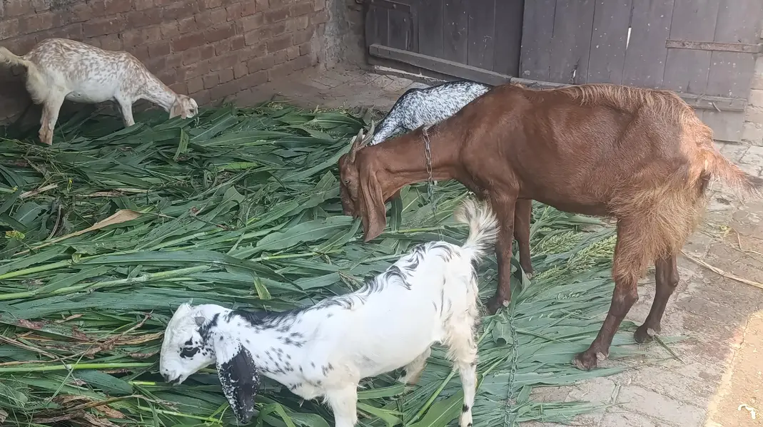 1 Bakri Aur 3 Bachy — photo 5