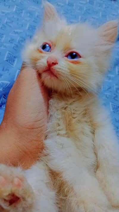 all type of kittens available