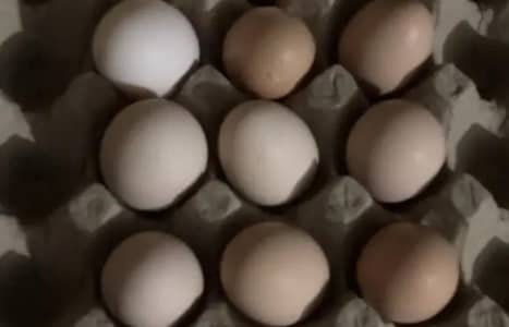 eggs available white bantam pair