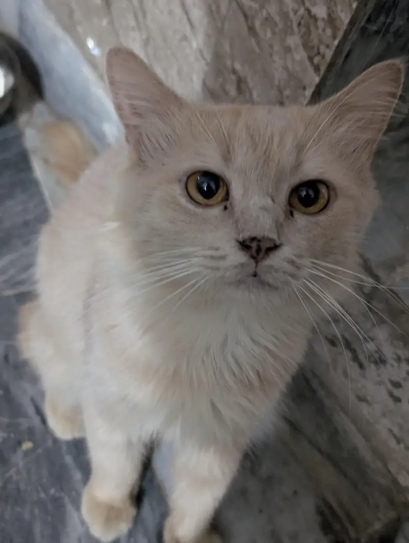 Beautiful Cutest CAT Tabby — photo 2