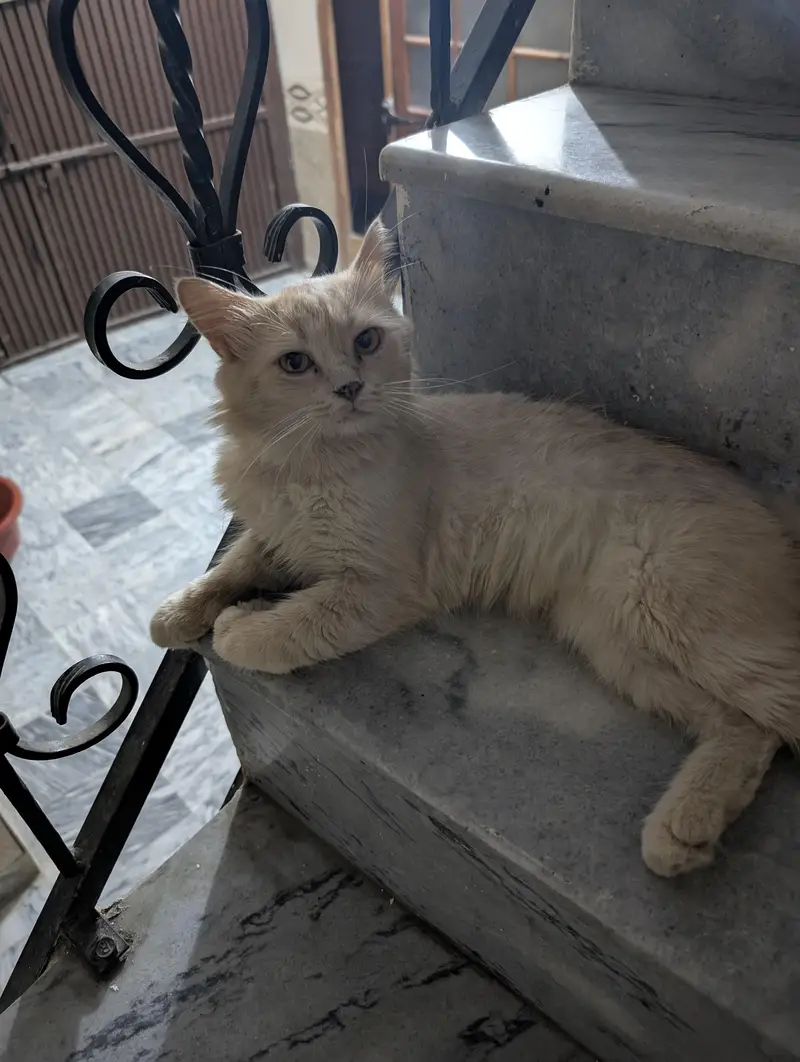 Beautiful Cutest CAT Tabby — photo 3