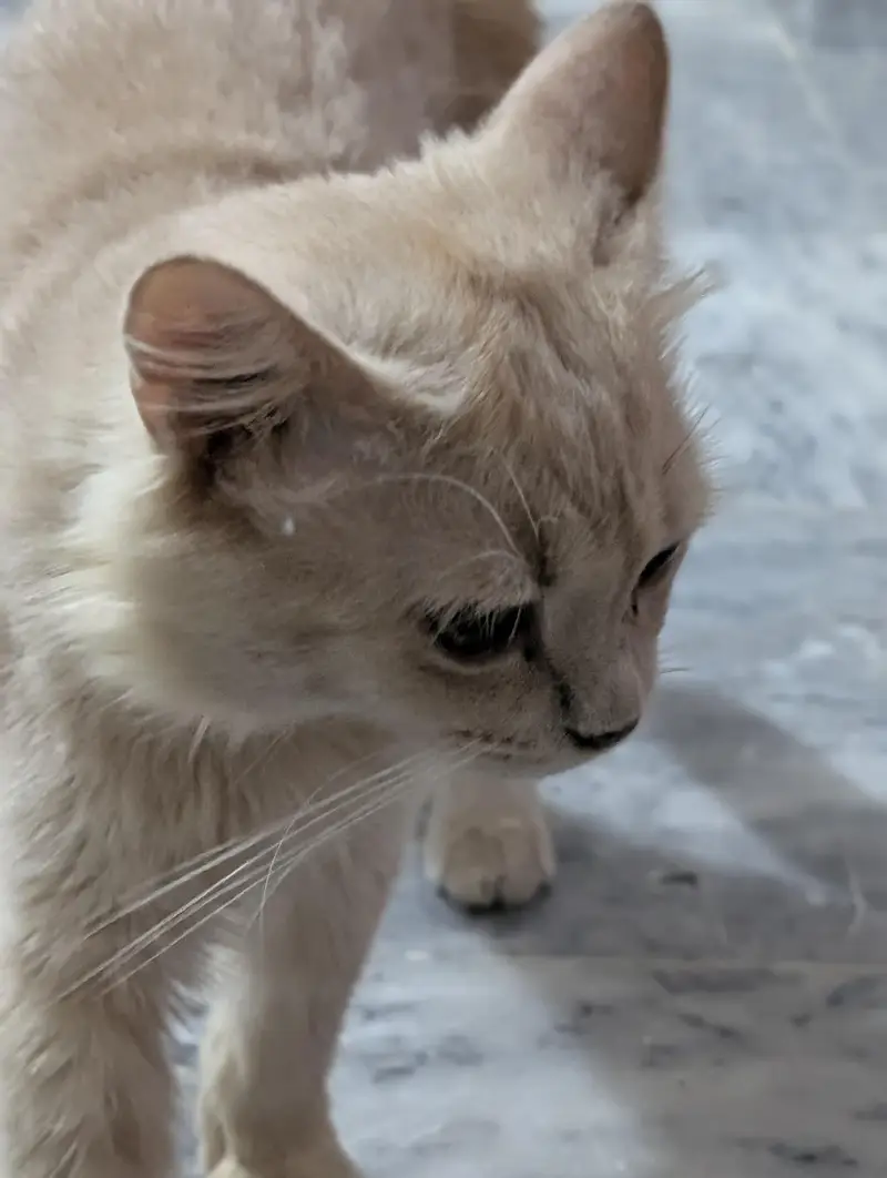 Beautiful Cutest CAT Tabby — photo 6