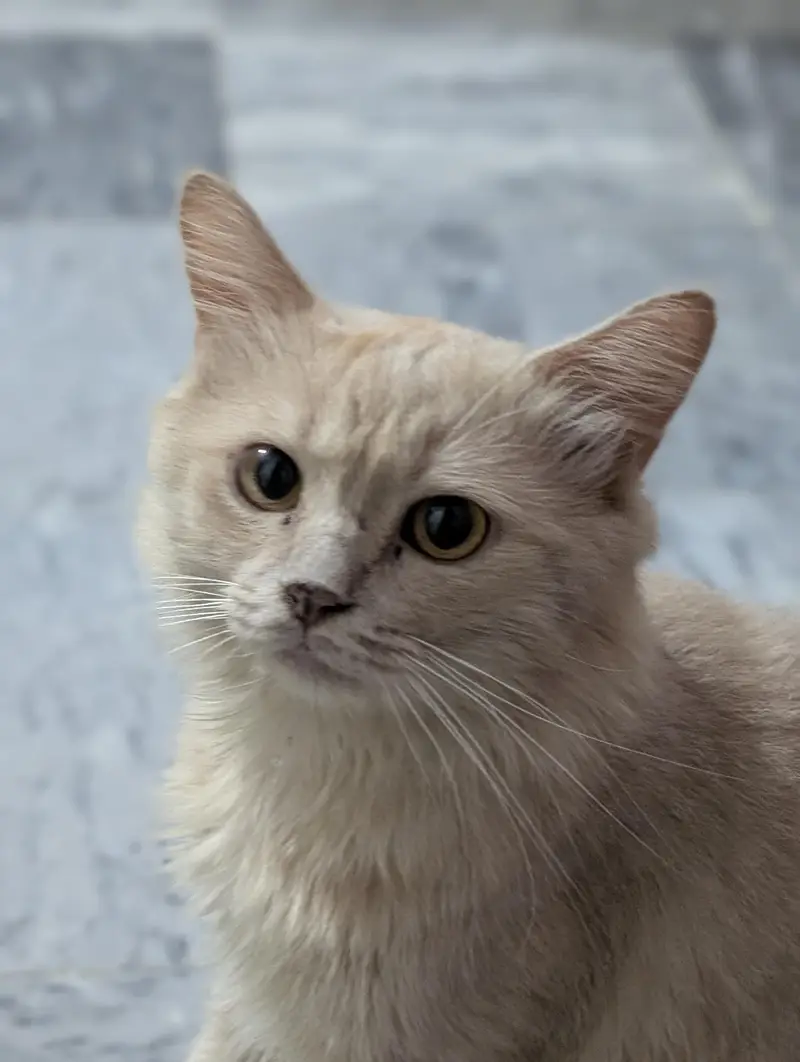 Beautiful Cutest CAT Tabby — photo 8