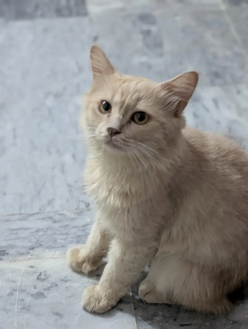 Beautiful Cutest CAT Tabby — photo 9
