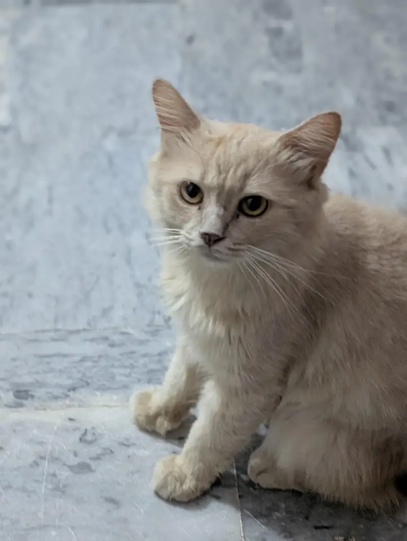 Beautiful Cutest CAT Tabby — photo 10