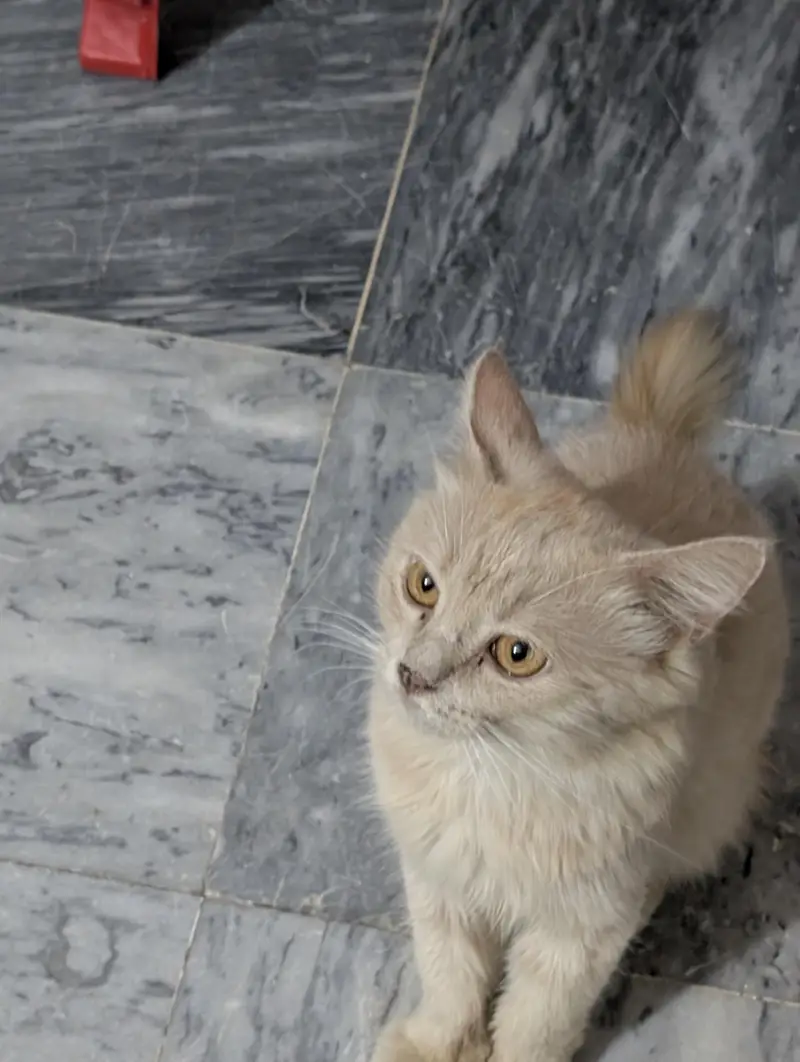 Beautiful Cutest CAT Tabby — photo 11