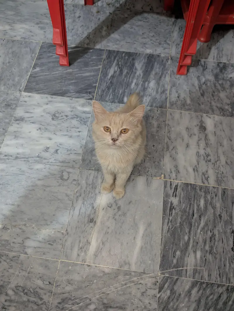 Beautiful Cutest CAT Tabby — photo 12