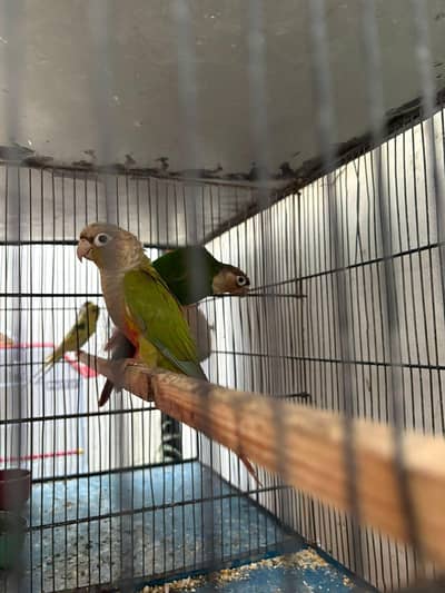 Green cheek pineapple conure