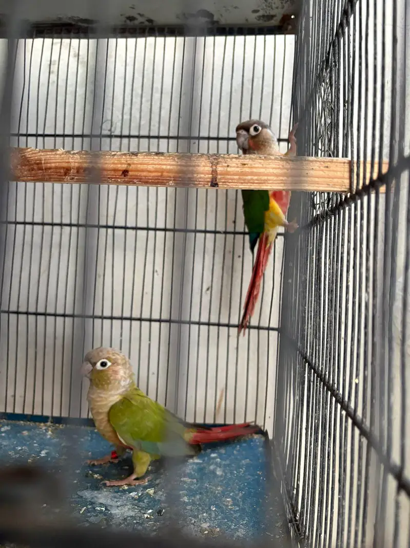 Green cheek pineapple conure — photo 2