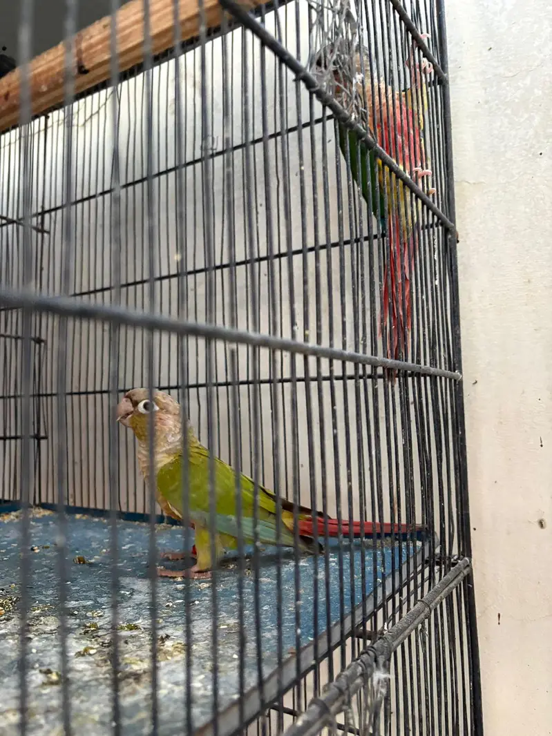 Green cheek pineapple conure — photo 3