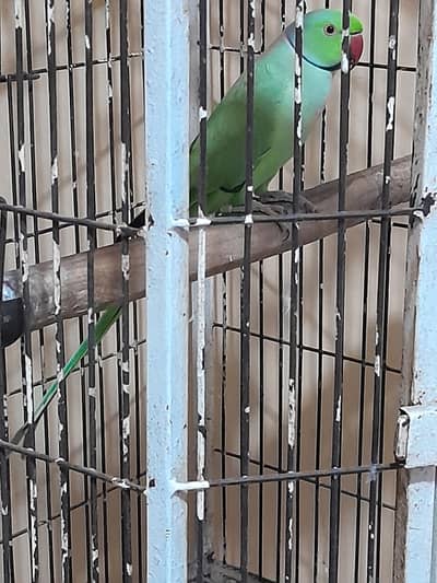 URGENT SELL TALKING RINGNECK