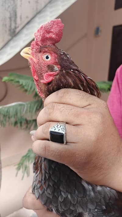 Saleeta Pure Home breed