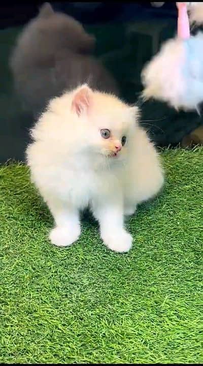Persian panch face cat and kitten ariant for sale