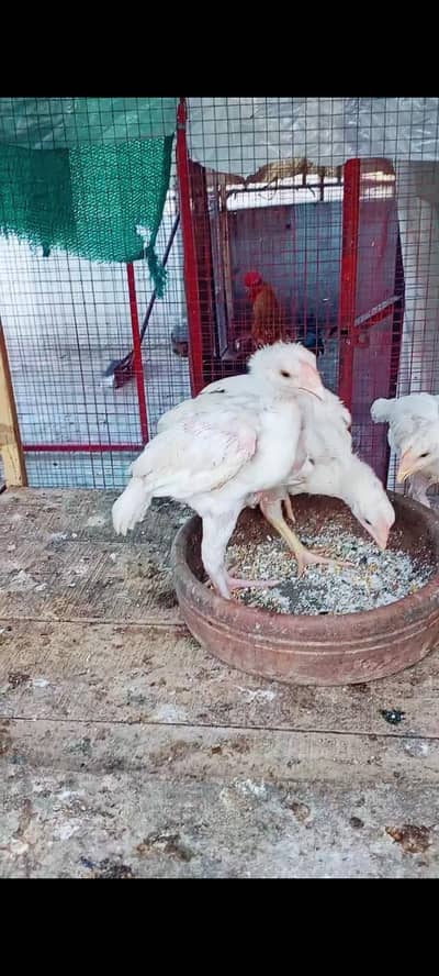 heera chicks