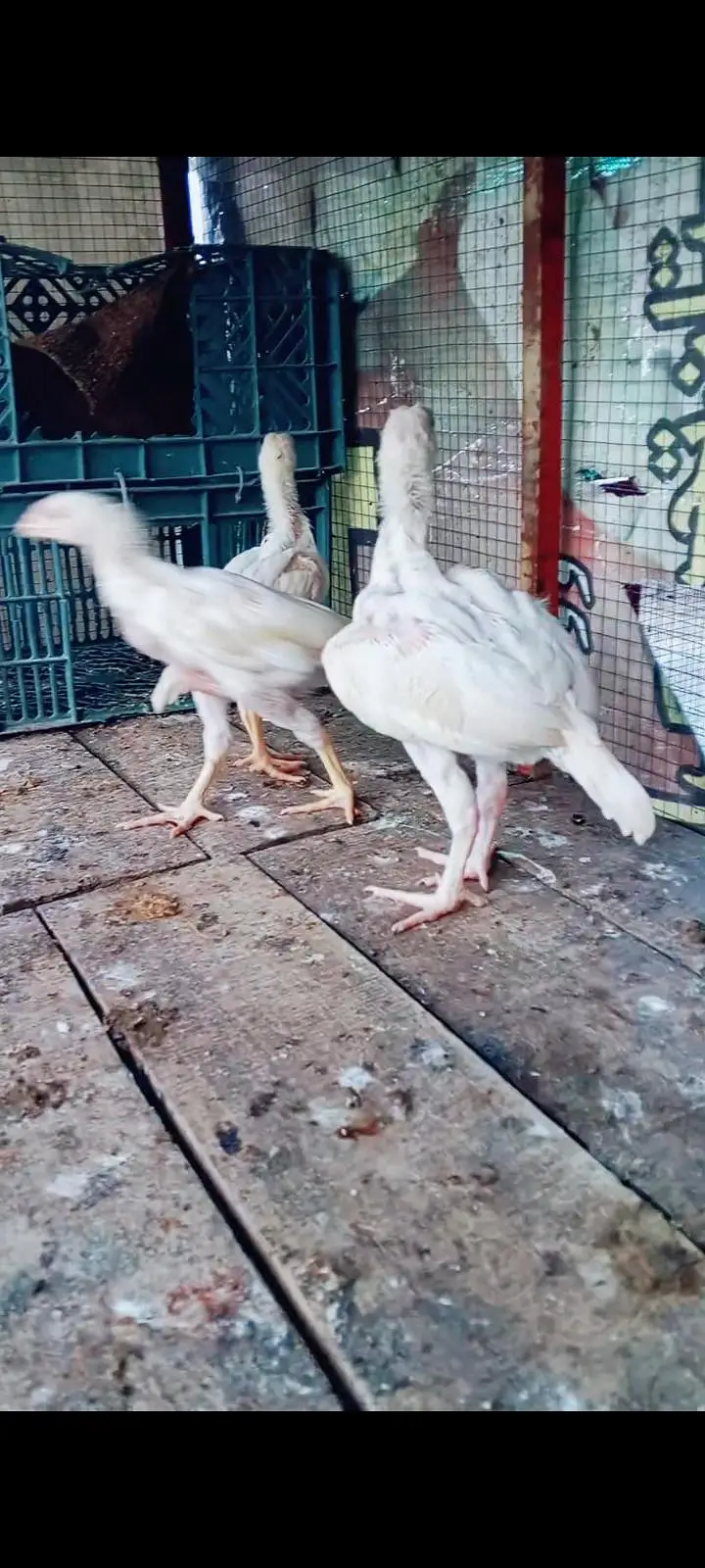 heera chicks — photo 2