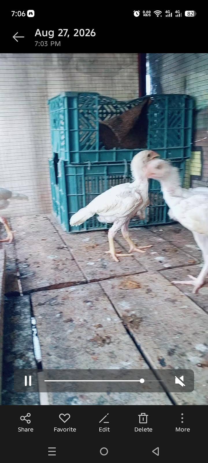 heera chicks 2
