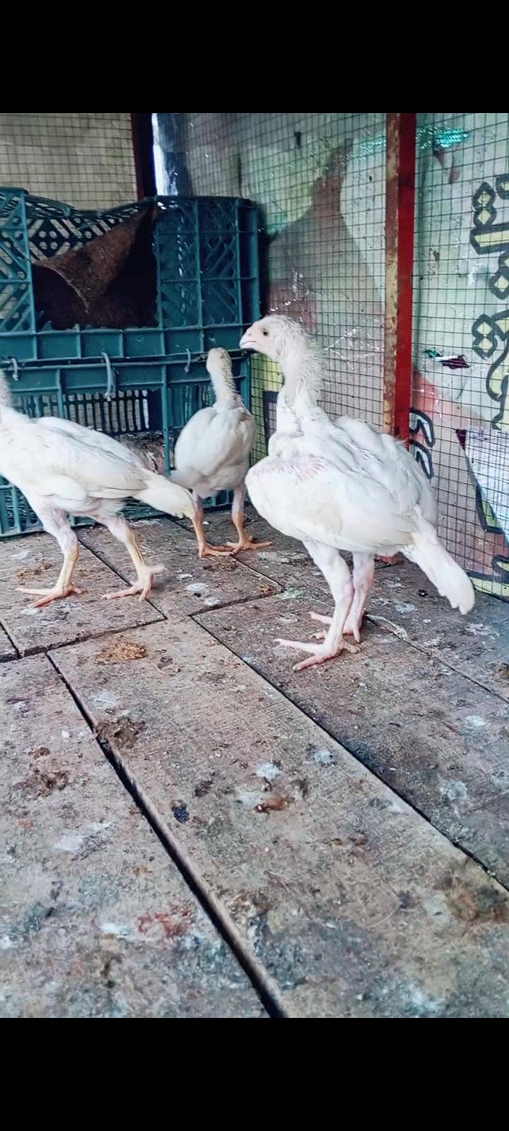 heera chicks 3