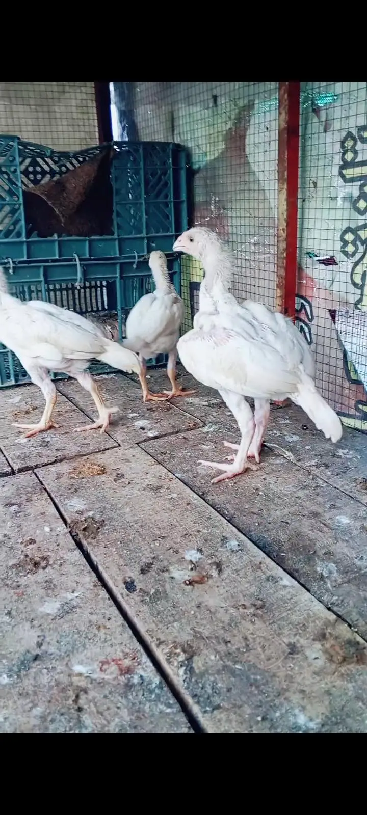 heera chicks — photo 4