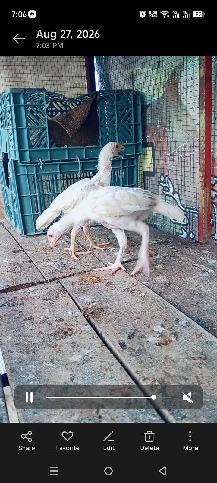 heera chicks 4