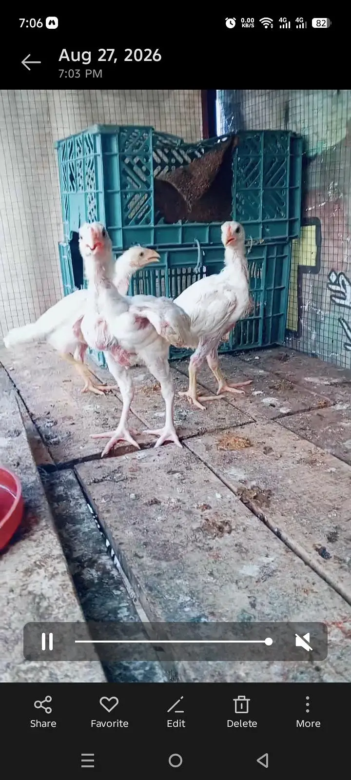 heera chicks — photo 7