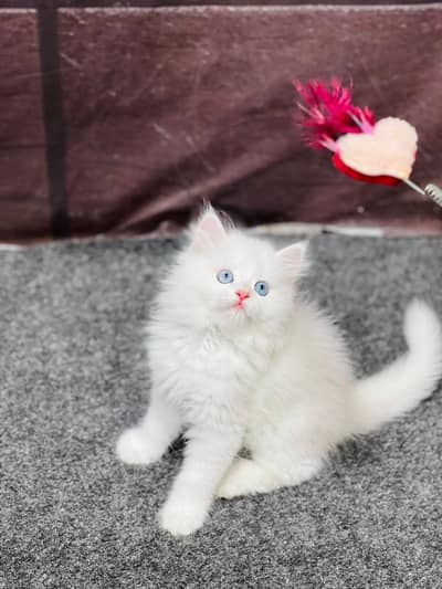 availableparshion kitten cat male and female British