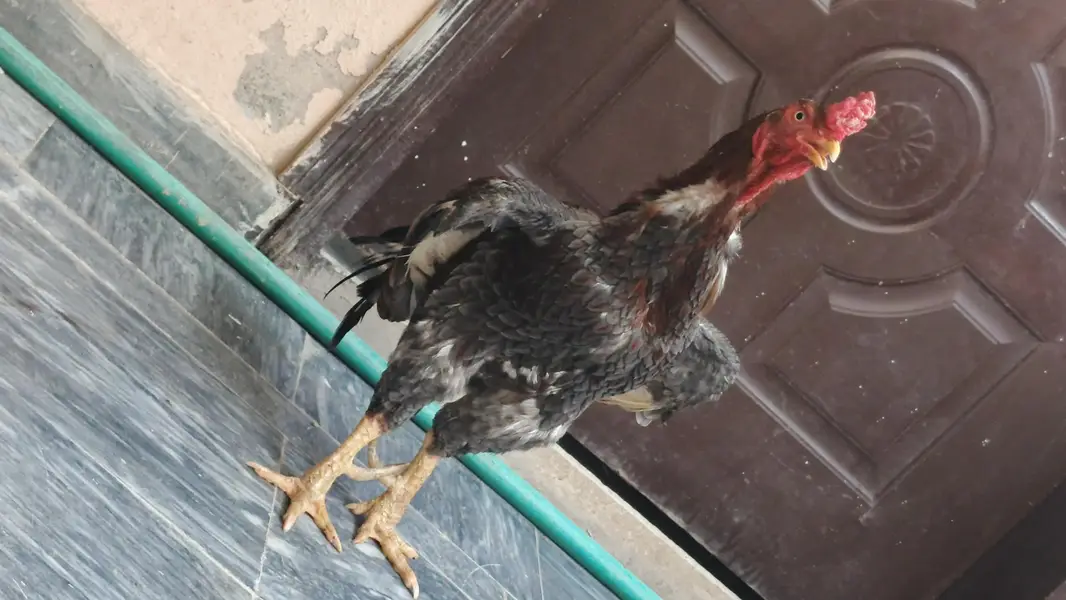 Saleeta Pure Home breed — photo 3