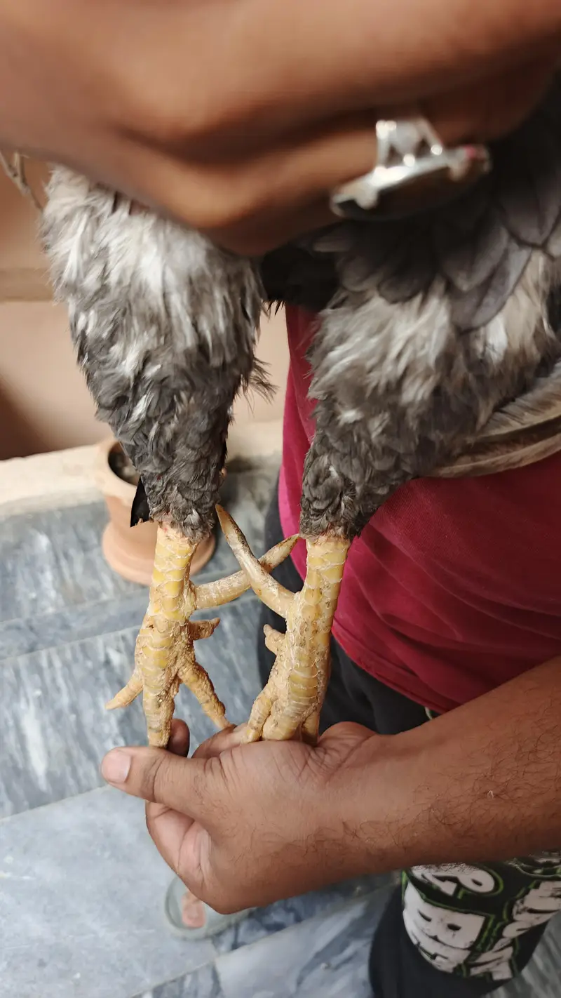 Saleeta Pure Home breed — photo 4