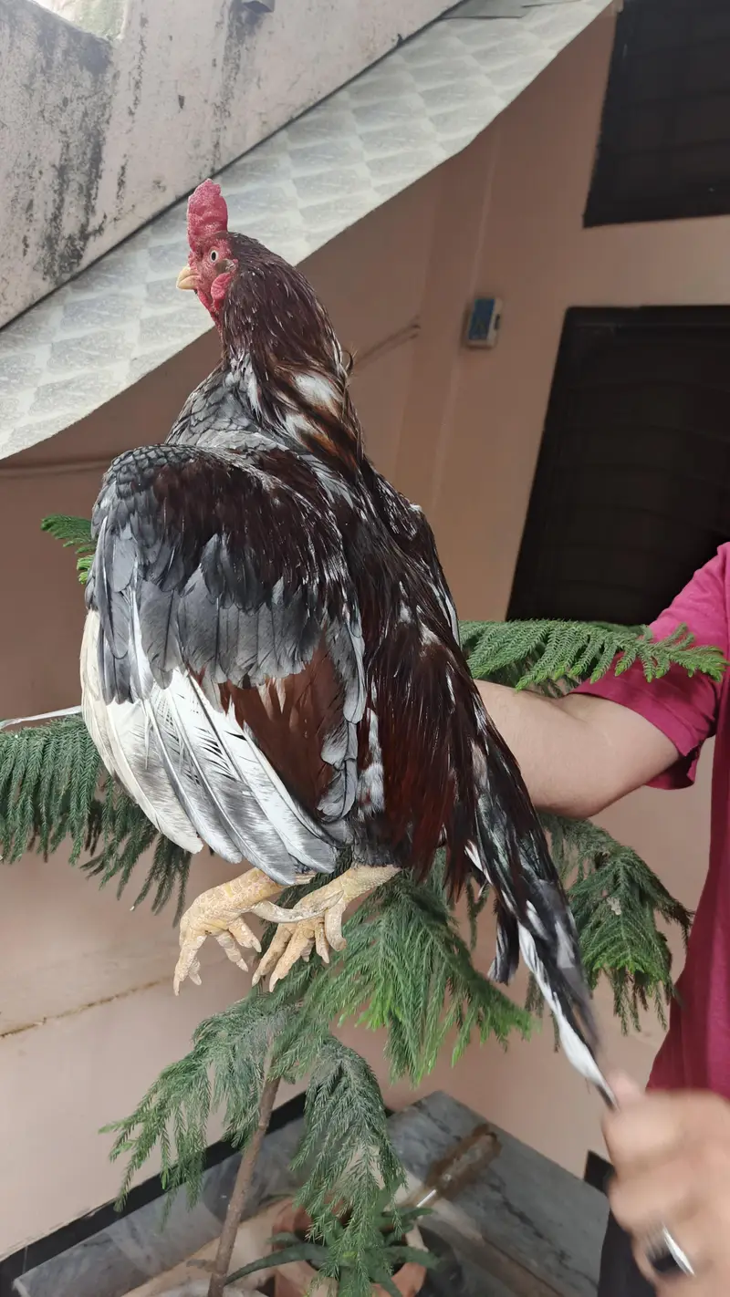Saleeta Pure Home breed — photo 5