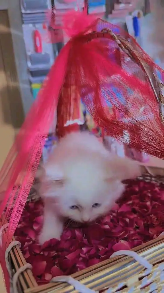 Persian panch face cat and kitten ariant for sale — photo 4