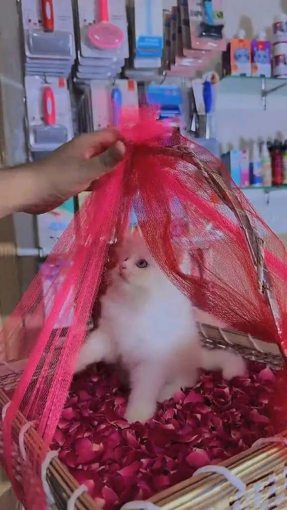 Persian panch face cat and kitten ariant for sale — photo 5