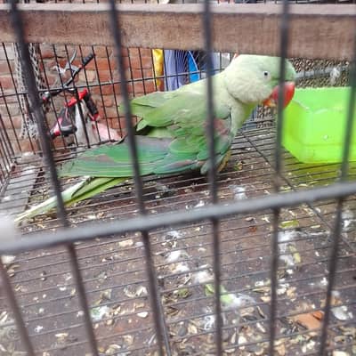 Talking Parrot  | This Parrot Can Talk! 