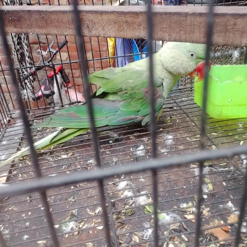 Talking Parrot  | This Parrot Can Talk!  — photo 2