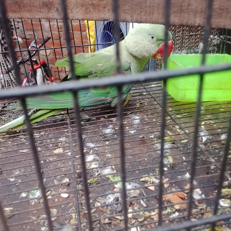 Talking Parrot  | This Parrot Can Talk!  — photo 3