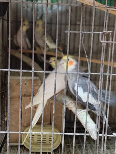 Coctail each bird
