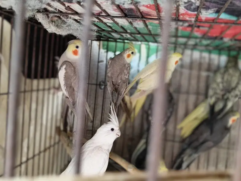 Coctail each bird — photo 2