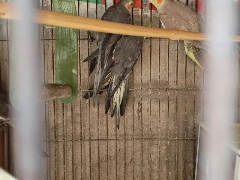 Coctail each bird — photo 3