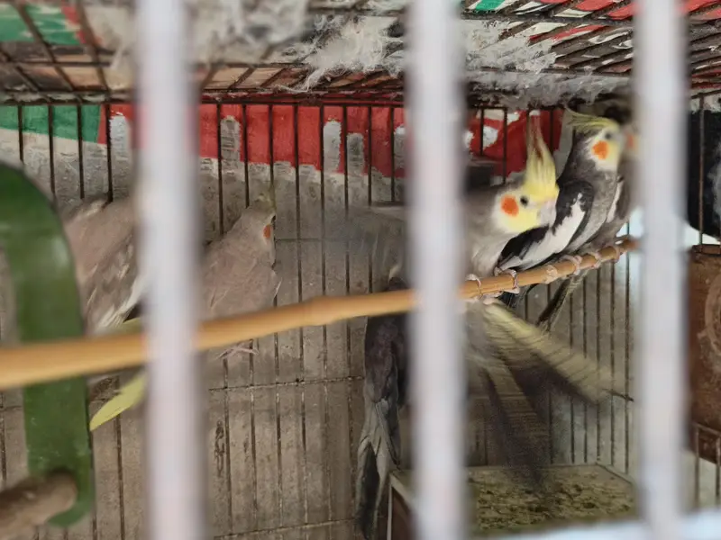 Coctail each bird — photo 4