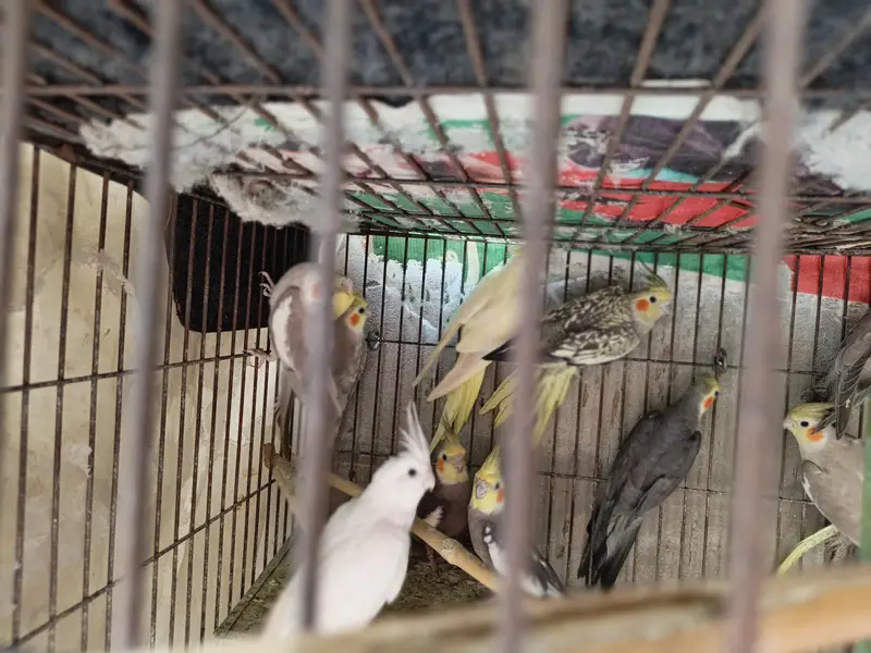 Coctail each bird — photo 5
