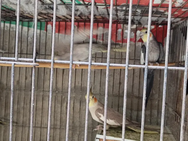 Coctail each bird — photo 6