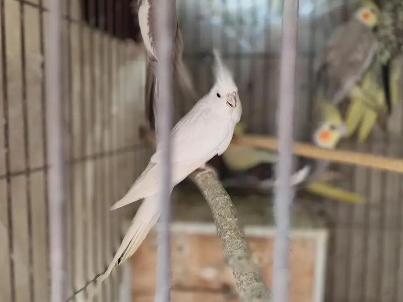 Coctail each bird — photo 7