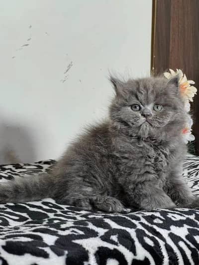 parshion kitten cat male and female British