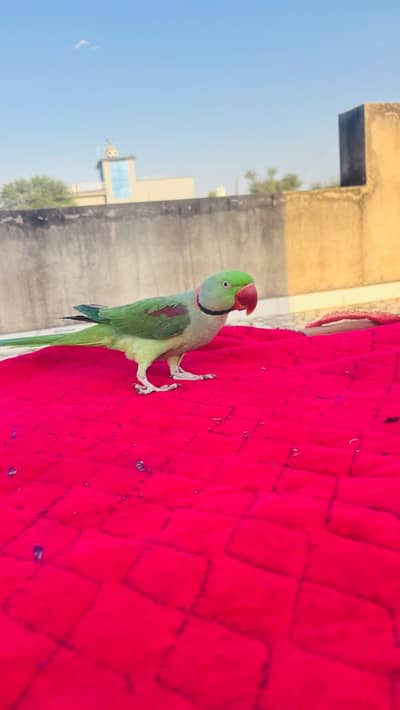 raw parrot male