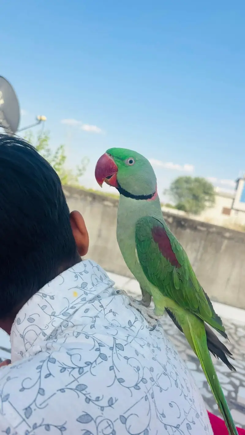 raw parrot male — photo 3